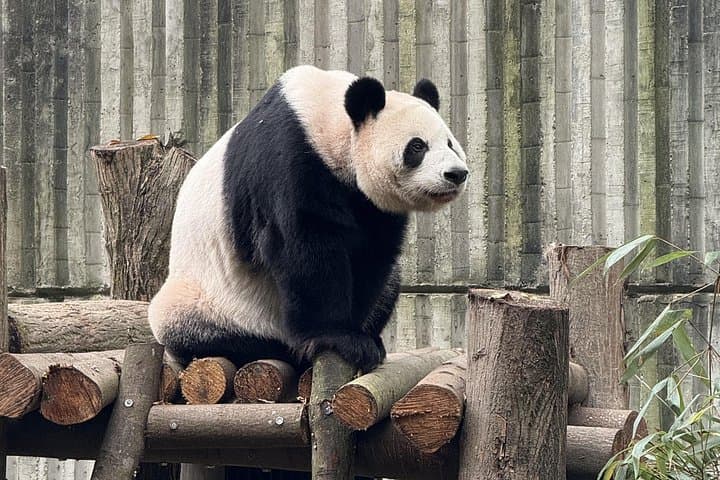 Chengdu Panda Base and Leshan Giant Buddha Day Tour with English Driver photo 5