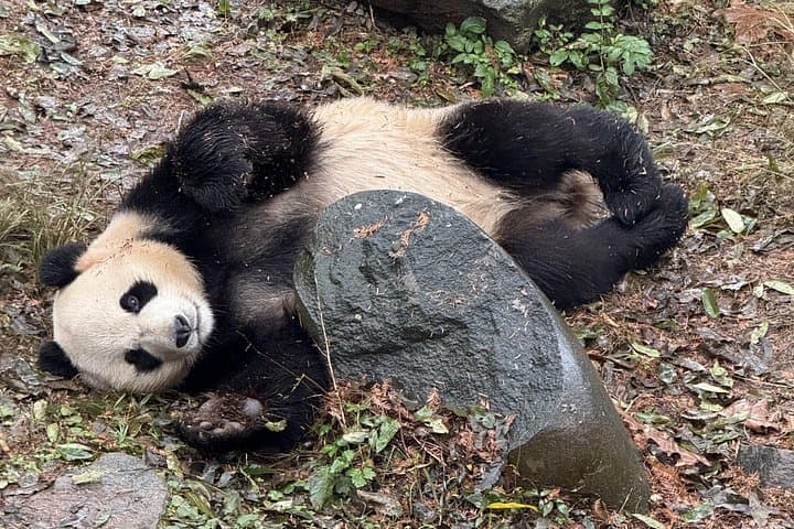 Chengdu Panda Base and Leshan Giant Buddha Day Tour with English Driver photo 3