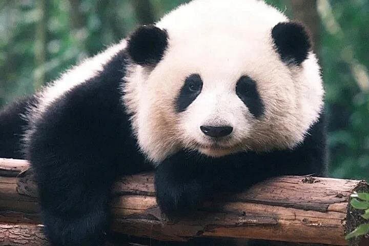 Chengdu Panda Base and Leshan Giant Buddha Day Tour with English Driver
