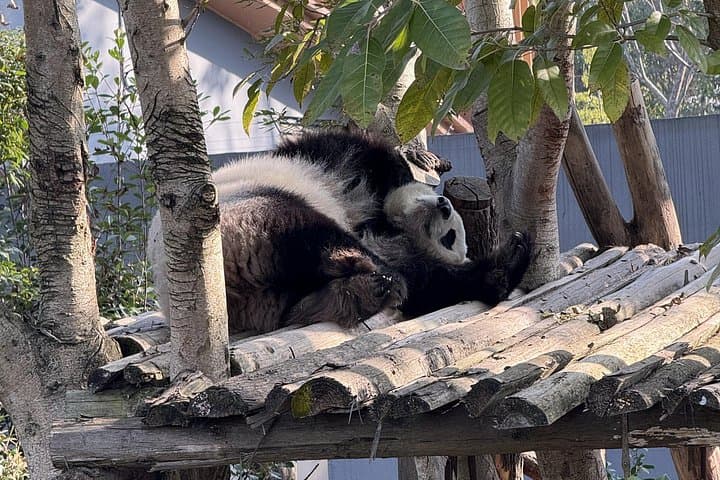 Chengdu Panda Base and Leshan Giant Buddha Day Tour with English Driver photo 6