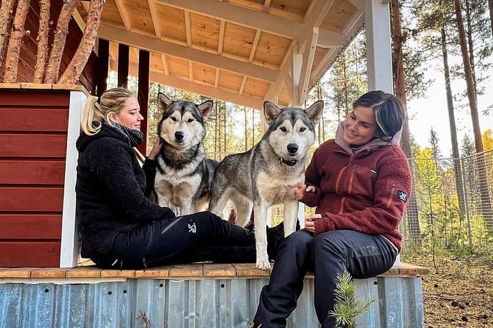 Meet Alaskan Malamutes in Swedish Lapland: Ranch Visit & Fika
