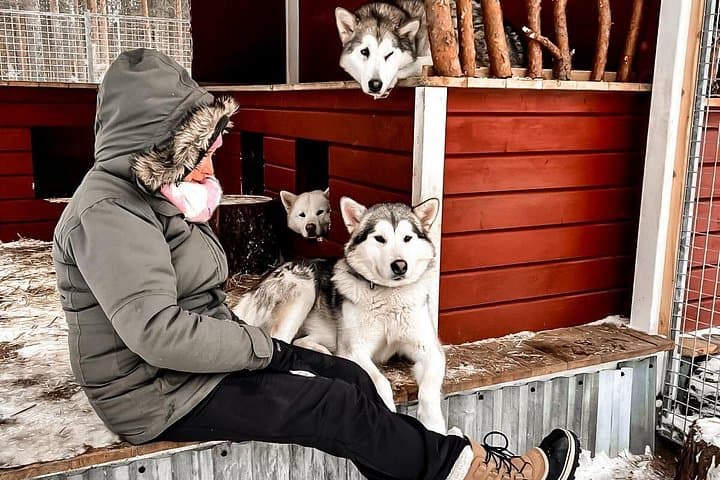 Meet Alaskan Malamutes in Swedish Lapland: Ranch Visit & Fika photo 5