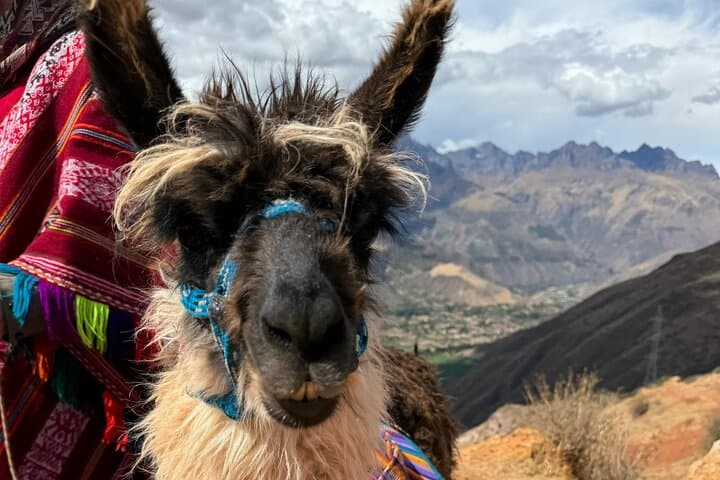 Llama Hiking & History Experience in the Cusco Highlands — ANDEAN COLORS Day Trek photo 3