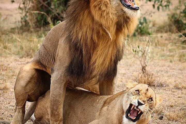 5-Day Maasai Mara, Lake Nakuru & Lake Naivasha Safari