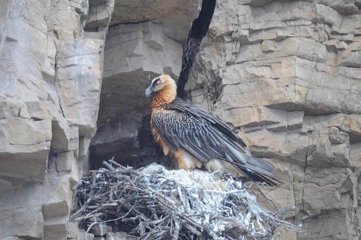 3-Day Armenia Birdwatching & Hiking from Yerevan to Armash Marshes photo 3