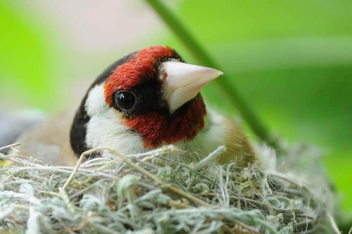3-Day Armenia Birdwatching & Hiking from Yerevan to Armash Marshes photo 1