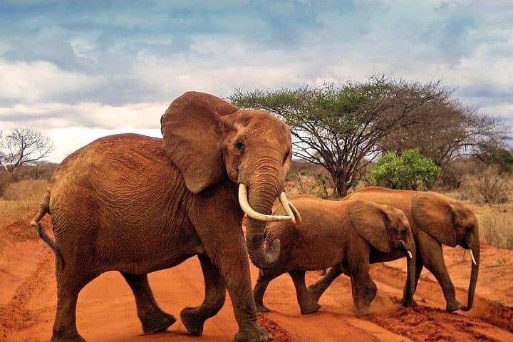 3-Day Private Amboseli Safari from Nairobi — Kilimanjaro Views and Big Game photo 3