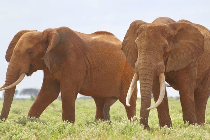 3-Day Private Amboseli Safari from Nairobi — Kilimanjaro Views and Big Game photo 4