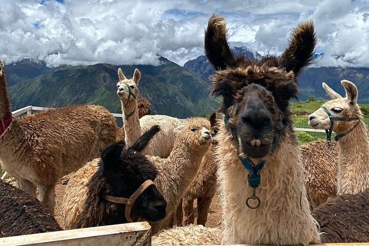 Andean Rituals Experience — Sacred Valley Ceremony, Llamas & Textiles Workshop photo 5