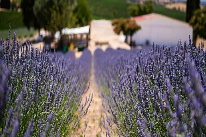 Harvest Lavender at Hambly Farms: U-Pick Bouquets Near Paso Robles photo 1