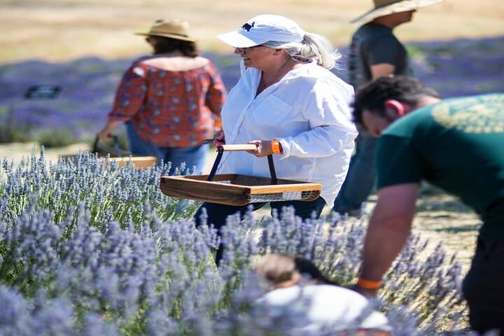 Harvest Lavender at Hambly Farms: U-Pick Bouquets Near Paso Robles photo 2