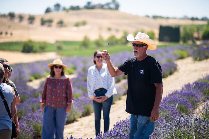 Harvest Lavender at Hambly Farms: U-Pick Bouquets Near Paso Robles photo 3