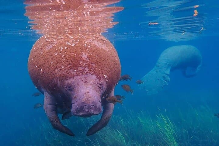 Private Manatee Snorkel Tour in Crystal River: Swim Among Giants with Expert Guides photo 3