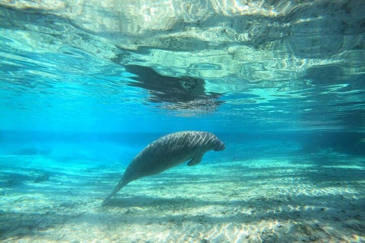 Private Manatee Snorkel Tour in Crystal River: Swim Among Giants with Expert Guides photo 5