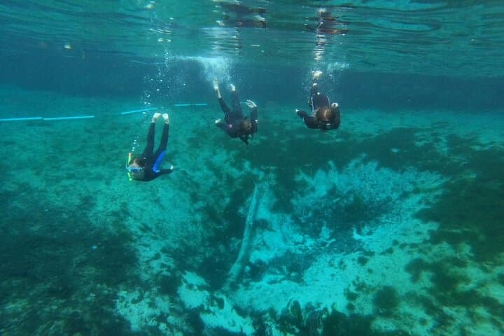 Private Manatee Snorkel Tour in Crystal River: Swim Among Giants with Expert Guides photo 6
