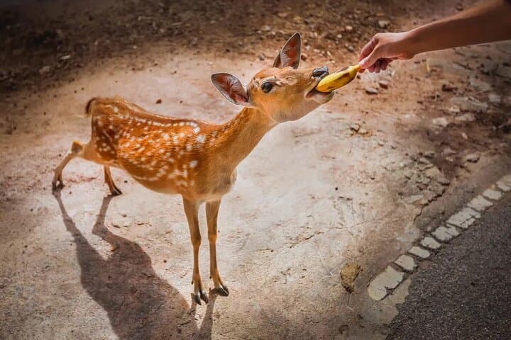 After-Dark Safari: Chiang Mai Night Safari Park Ticket photo 4