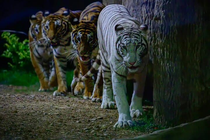 After-Dark Safari: Chiang Mai Night Safari Park Ticket photo 5