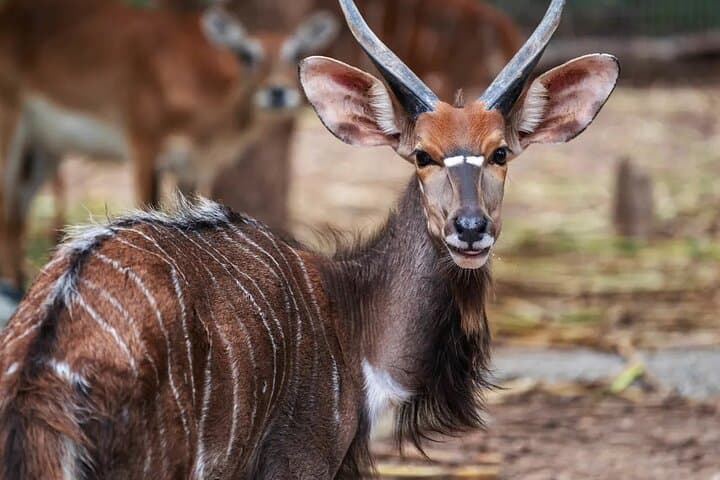 After-Dark Safari: Chiang Mai Night Safari Park Ticket photo 3