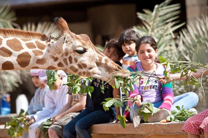 Emirates Park Zoo Abu Dhabi — Feed Giraffes & Elephants on a Family Wildlife Adventure photo 5