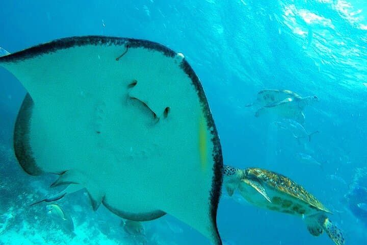 Tulum Ruins & Akumal Turtle Snorkel: Cenote Swim Day Trip from Riviera Maya photo 3