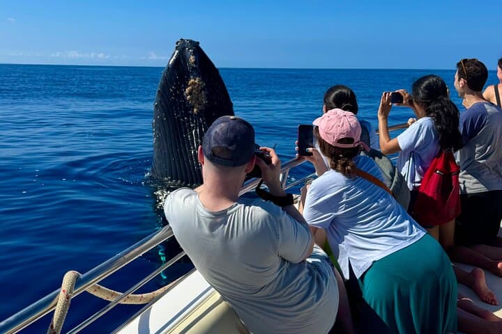 Maui Midday Whale Watch — Lahaina Mid Day Magic Boat Tour