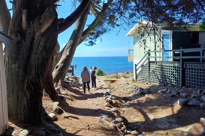 Discover Godley Head: A Scenic Drive & Walking Adventure photo 2