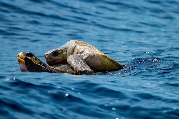 Marine Ecology Tour in La Paz — Sea of Cortez Wildlife Cruise photo 2
