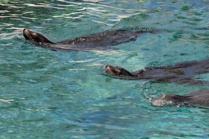 Marine Ecology Tour in La Paz — Sea of Cortez Wildlife Cruise photo 3