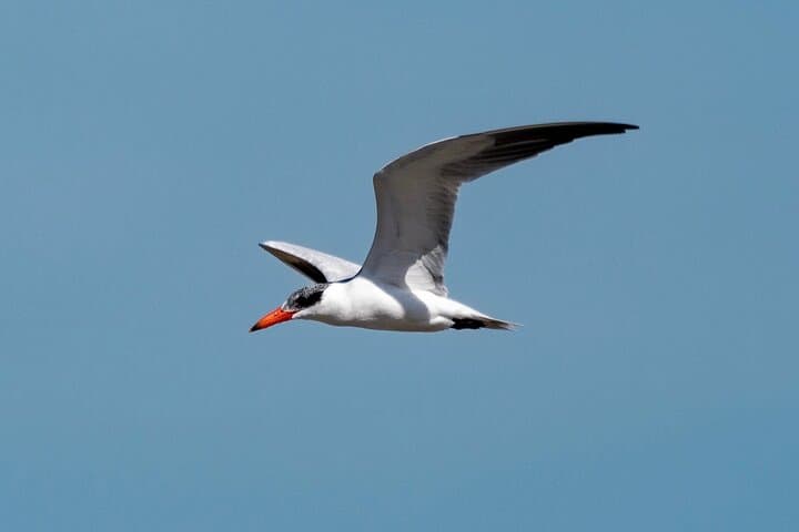 Marine Ecology Tour in La Paz — Sea of Cortez Wildlife Cruise photo 4