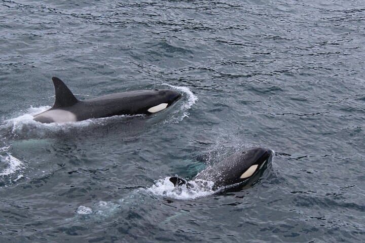 Marine Ecology Tour in La Paz — Sea of Cortez Wildlife Cruise photo 5