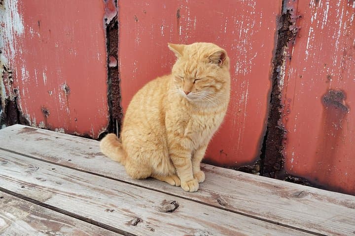 Ainoshima Cat Island Ferry Tour: Private 3‑Hour Visit from Fukuoka photo 3