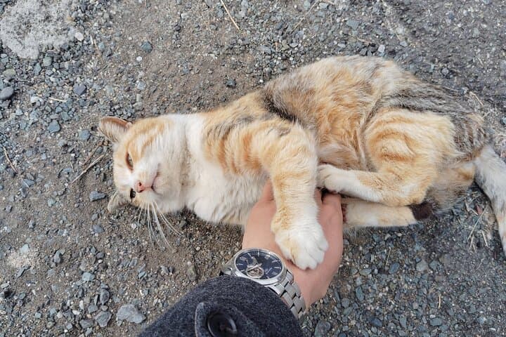 Ainoshima Island Tour: Cats, History & Nature from Hakata photo 6