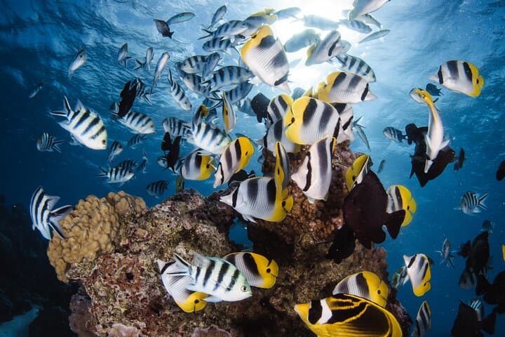 Introductory Scuba Dive in Bora Bora Lagoon: Coral Gardens & Tropical Fish photo 2