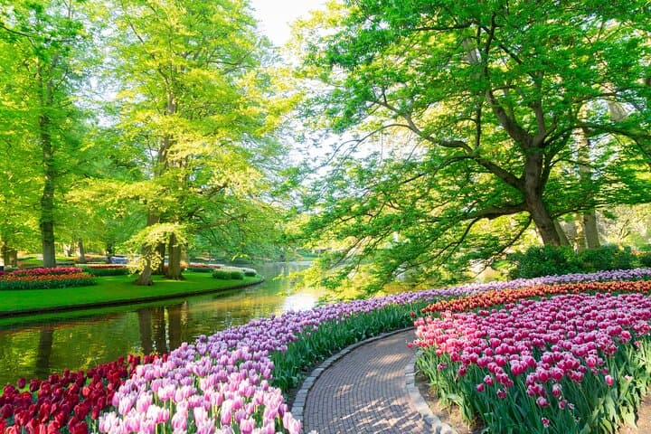 Keukenhof, Zaanse Schans & Volendam: Small-Group Dutch Culture and Tulip Fields Day Trip photo 3