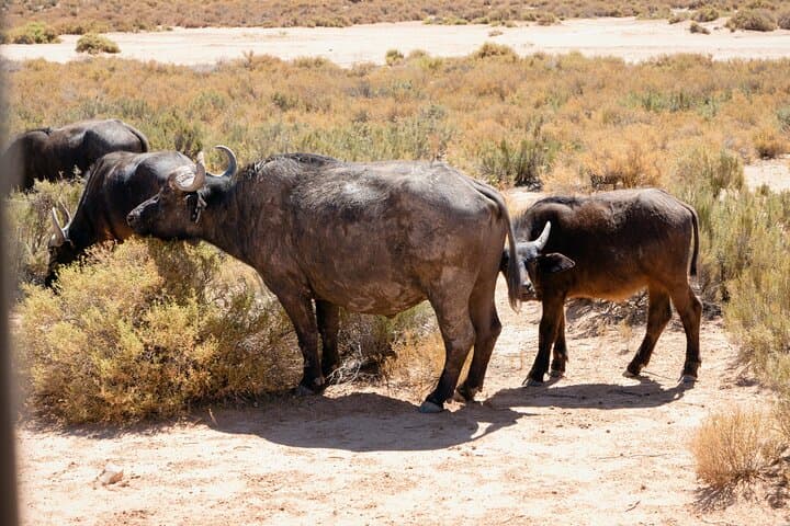 Full Day Aquila Big 5 Safari from Cape Town photo 3