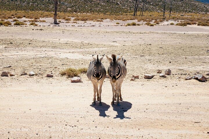 Full Day Aquila Big 5 Safari from Cape Town photo 5
