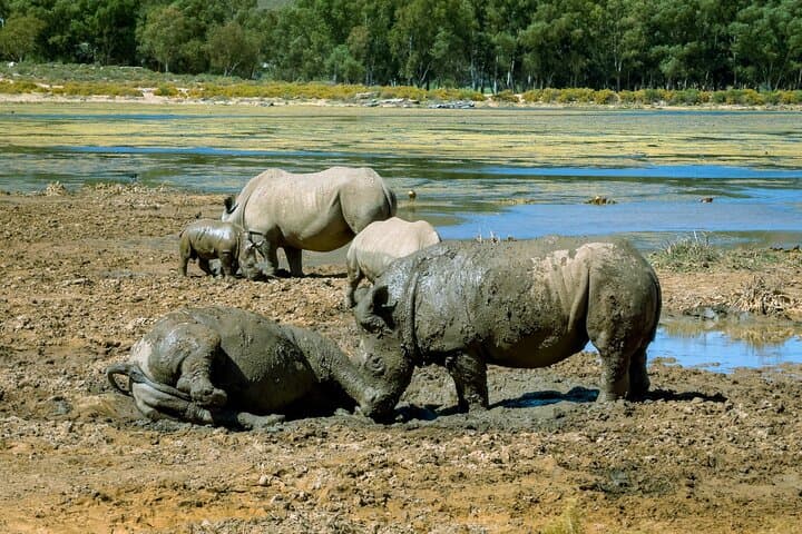 Full Day Aquila Big 5 Safari from Cape Town photo 6