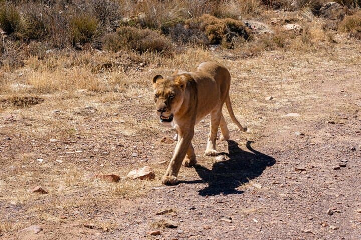 Aquila Private Game Reserve Big Five Safari from Cape Town