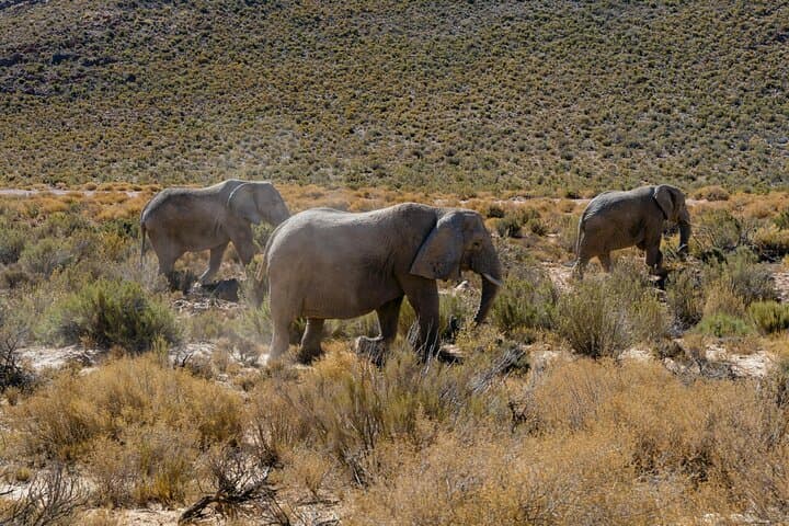 Sunset Big Five Safari at Aquila Private Game Reserve — Cape Town Day Trip photo 1
