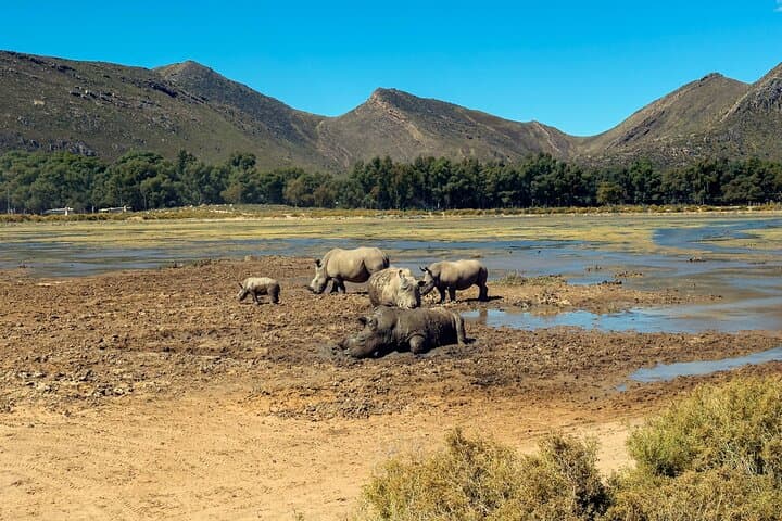 Full-Day Aquila Safari from Cape Town: Game Drives & Wildlife Viewing photo 4