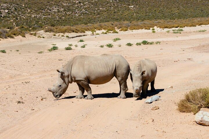 Full-Day Aquila Safari from Cape Town: Game Drives & Wildlife Viewing photo 1
