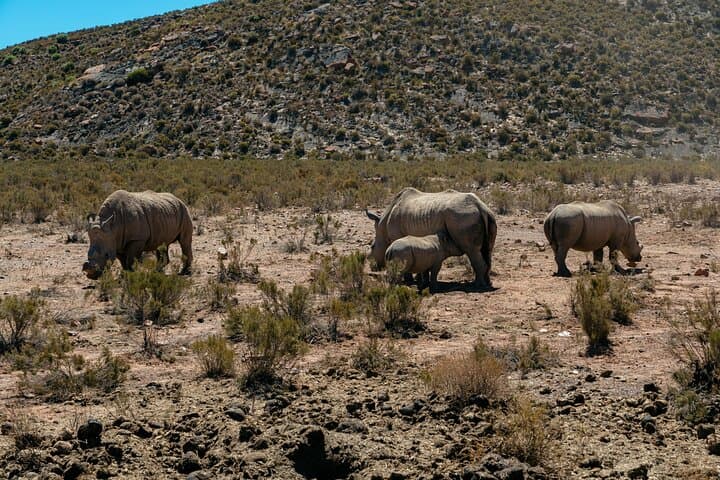 Full-Day Aquila Safari from Cape Town: Game Drives & Wildlife Viewing photo 3