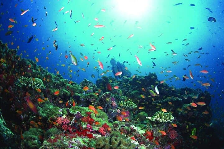 Sanya PADI Open Water Diving Package at Fenjiezhou Islet — Two-Dive Day Trips from Haitang Bay photo 2