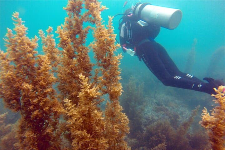 Sanya PADI Open Water Diving Package at Fenjiezhou Islet — Two-Dive Day Trips from Haitang Bay photo 3