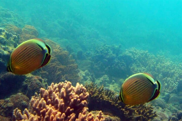 Sanya PADI Open Water Diving Package at Fenjiezhou Islet — Two-Dive Day Trips from Haitang Bay photo 4