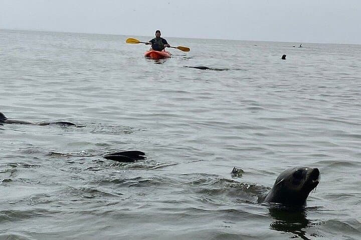 Seal Kayaking and Sandwich Harbour: Walvis Bay Kayak & Dune Drive photo 2