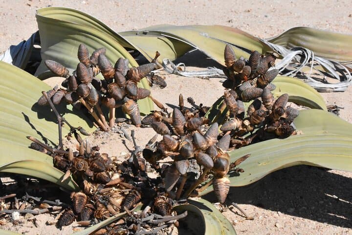 Welwitschia & Sandwich Harbour Day Tour — Walvis Bay Desert, Lagoon and Dune Drive