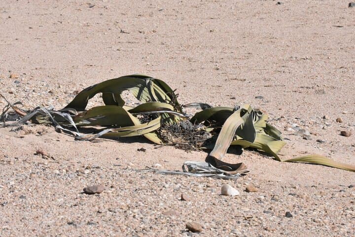 Welwitschia & Sandwich Harbour Day Tour — Walvis Bay Desert, Lagoon and Dune Drive photo 2