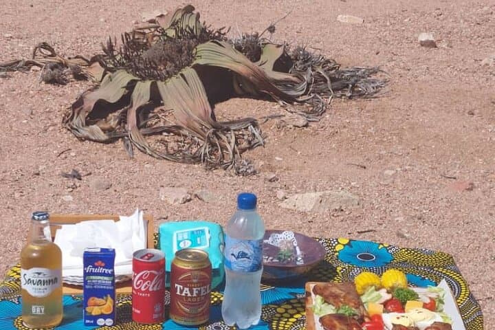 Welwitschia & Sandwich Harbour Day Tour — Walvis Bay Desert, Lagoon and Dune Drive photo 3