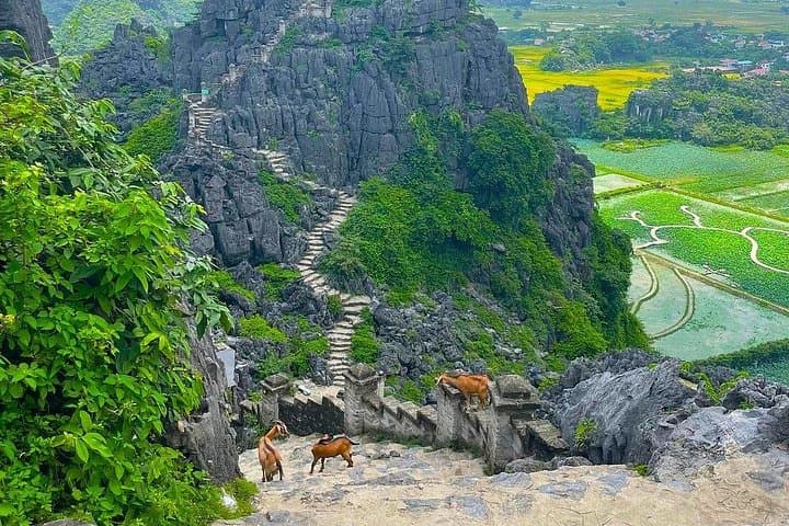 Hanoi to Ninh Binh: Hoa Lu, Mua Cave & Tam Coc Day Tour photo 3